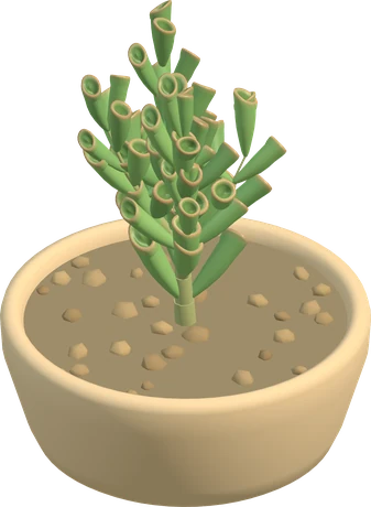 Gollum jade, with upright tubular green leaves.