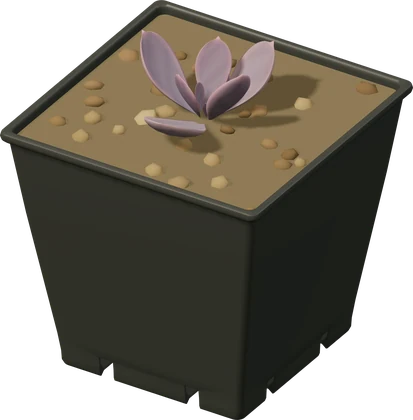 A new purple succulent seedling in its nursery pot.